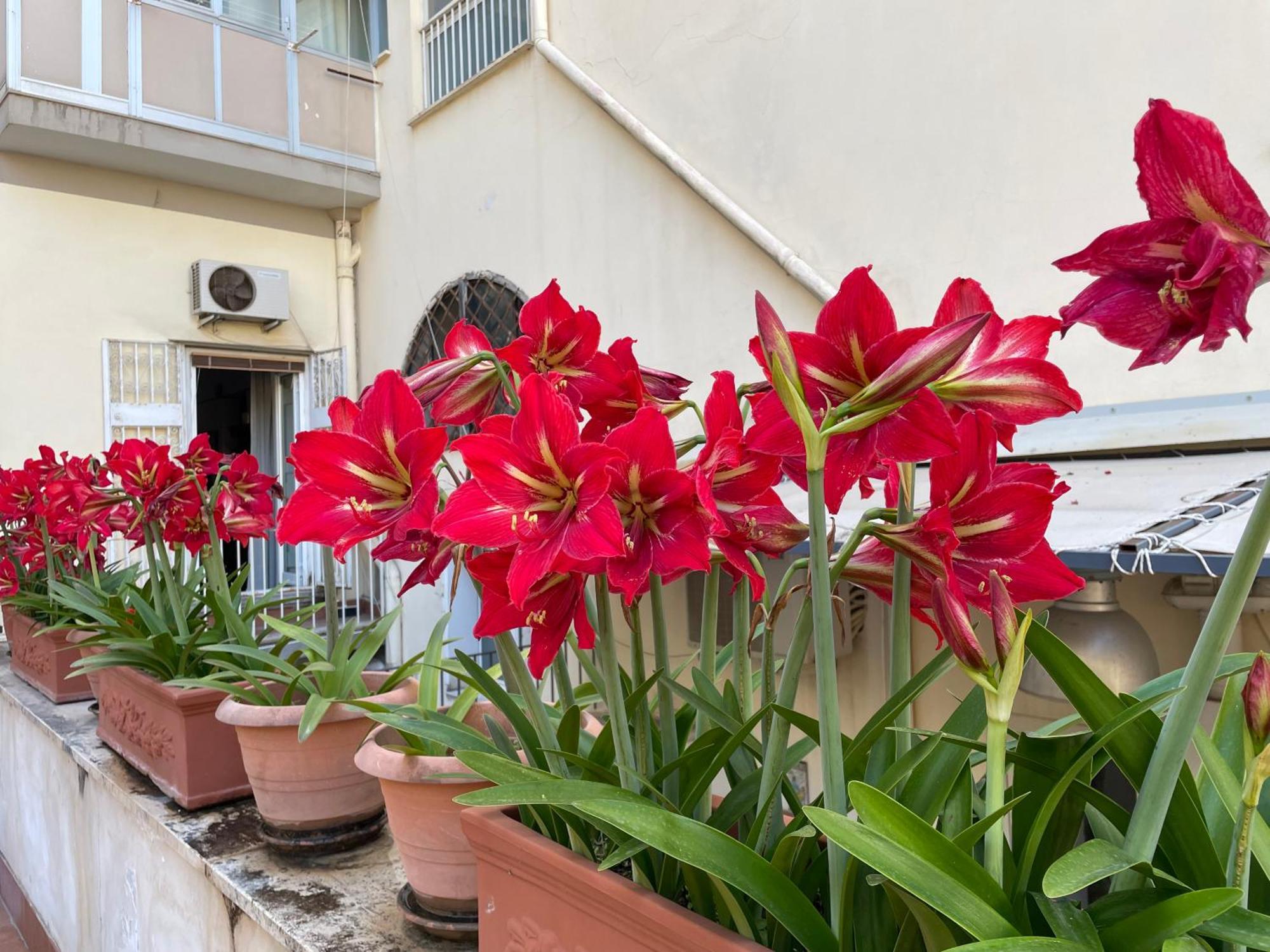 דירות נאפולי Il Giglio Rosso מראה חיצוני תמונה